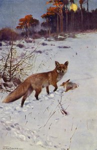 Zorro de after Wilhelm Kuhnert