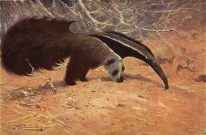 Oso hormiguero gigante de after Wilhelm Kuhnert