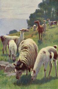 Llama