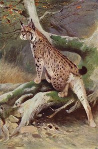 Lince