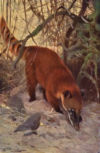Coatí rojo de after Wilhelm Kuhnert