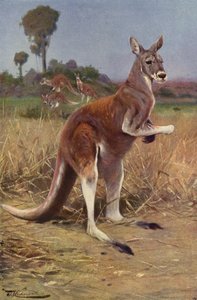 Canguro rojo
