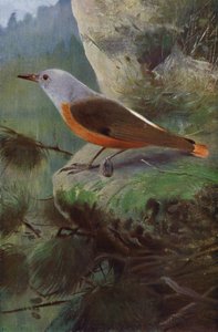 Roquero