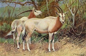 Antílope Sable