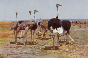 Avestruz somalí