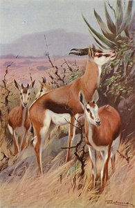 Springbok de after Wilhelm Kuhnert