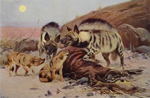 Hiena Rayada y Chacal de after Wilhelm Kuhnert