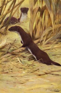 Comadreja de after Wilhelm Kuhnert