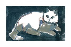 Gato blanco artístico de cartissi