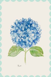 Ilustración de una hortensia azul