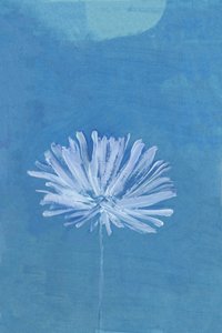 Flor de la Luna Azul de cartissi