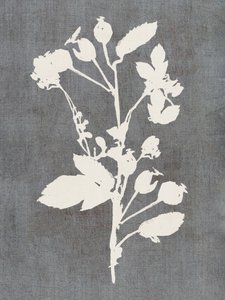 Silueta botánica de rosa de cartissi