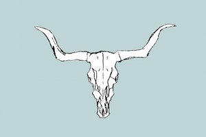Cráneo de toro del desierto de cartissi