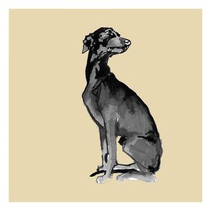 Elegante perro negro de cartissi