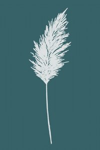Elegante pluma de pampa de cartissi