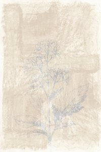Boceto botánico descolorido de cartissi