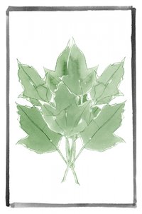Hojas verdes frescas de cartissi