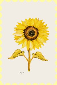 Flor de girasol dorada de cartissi