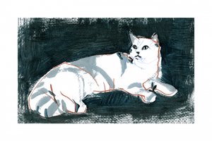 El gato blanco mentiroso de cartissi