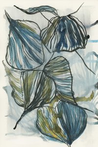 Hojas azules ecológicas de cartissi