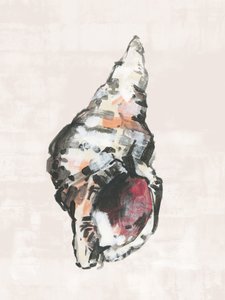 Concha costera pintada