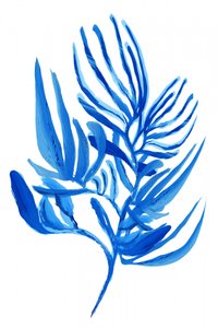 Follaje azul tropical de cartissi