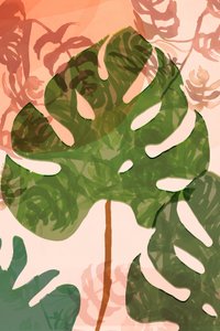 Hojas tropicales de monstera de cartissi