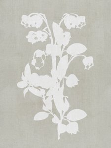 Flores botánicas blancas de cartissi