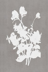 Silueta floral blanca de cartissi
