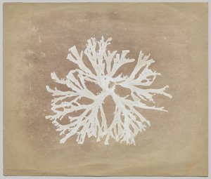 Algas de circle of William Henry Fox Talbot