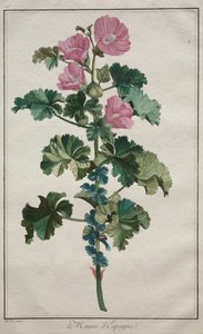 Recueil de vingtquatre plantes et fleurs: Malva, después de 1772 de de Seve