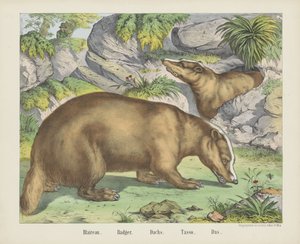 Blaireau. / Badger. / Dachs. / Tasso. / Das (título en el objeto) de firma Joseph Scholz