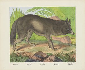 Chacal. / Chacal. / Schakal. / Sciacal. / Jakhals (título en el objeto)