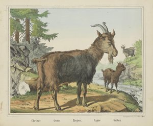 Chevres / Cabras / Ziegen. / Capre / Cabras (título en el objeto)