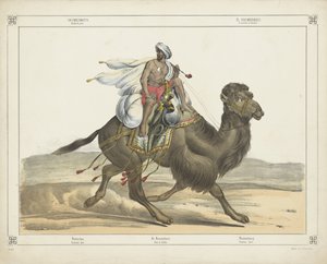 Dromedarus, / Arabisch post (título sobre objeto)