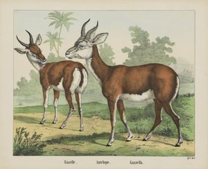 Gacela. / Antílope. / Gazella (título sobre objeto)