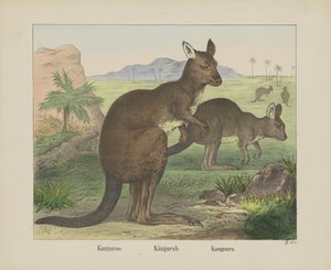 Kanguroo / Canguro / Kangouru (título en el objeto)