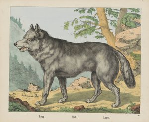 Loup. / Lobo. / Lupo (título en el objeto) de firma Joseph Scholz