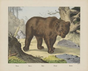 Orso. / Ours. / Bär. / Bear. / Beer (título en el objeto) de firma Joseph Scholz