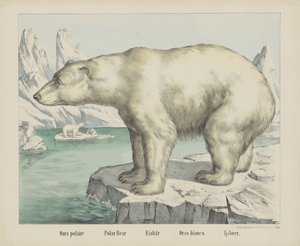 Ours polaire / Polar bear / Eisbär / Orso bianco. / Ijsbeer (título en el objeto) de firma Joseph Scholz