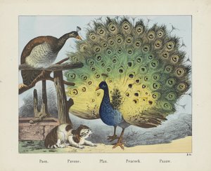 Paón. / Pavón. / Pfau. / pavo real. / Paauw (título sobre objeto)