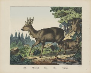 Reh. / Chevreuil. / hueva. /Ree. / Capriulo (título sobre objeto) de firma Joseph Scholz