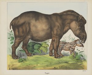Tapir (título en objeto)