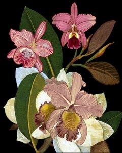  de giovanna nicolo