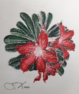 Flor del Desierto de miguelmendez_art.ve