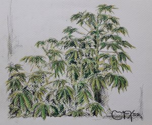 Planta de Yuca