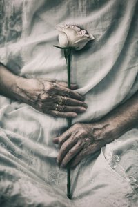 Unas manos delicadas sostienen una rosa de nima.zadshir
