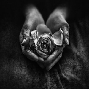 Una rosa marchita en manos ancianas de nima.zadshir