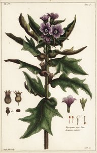 Beleño negro, jusquiame noire, Hyoscyamus niger Linn de the Younger Dupin