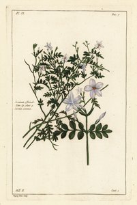Jazmín común, Jasminum officinale, Linn de the Younger Dupin